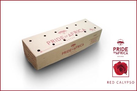 R Kl Red Calypso Boxes (v)