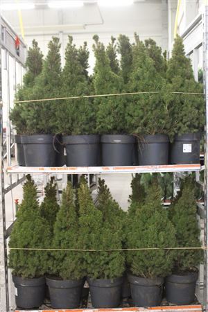 Picea Gl Conica