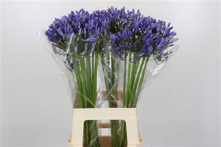 Agapanthus Blue Heaven Promo