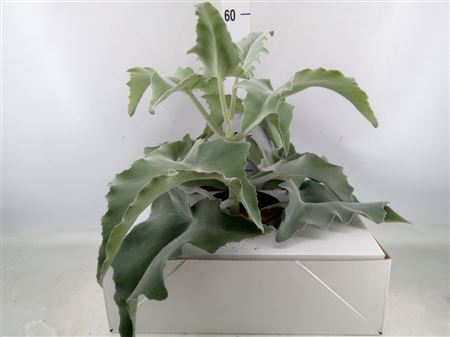 Kalanchoe Nf Beharensis