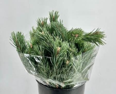 Pinus Mugo