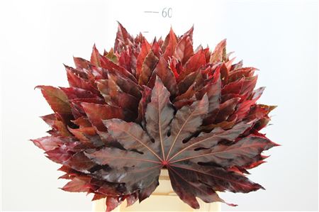 Aralia Rood Abs Opgetrokken