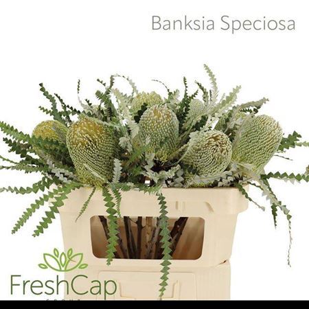 Banksia Speciosa Extra