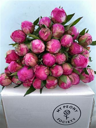 Paeonia Dr A Fleming