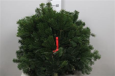 Abies Nordmann Bs