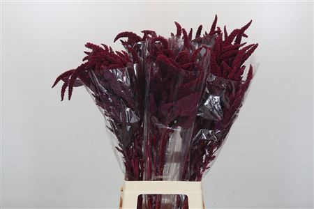 Amaranthus Cruentus 'velvet'