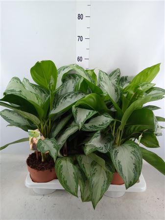 Aglaonema 'silver Bay' .