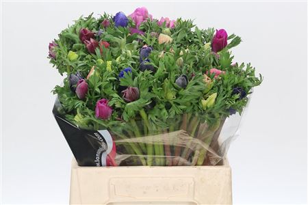 Anemone Mistral Plus Rainbow Mix