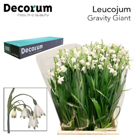 Leucojum Aestivum