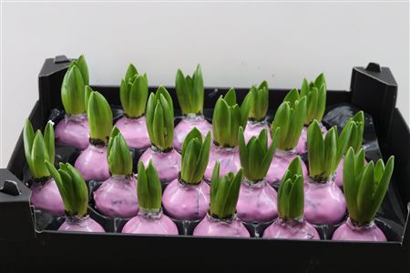 Wax Hyacinth Baby Roze