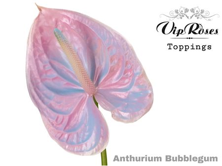Ant A Bubblegum