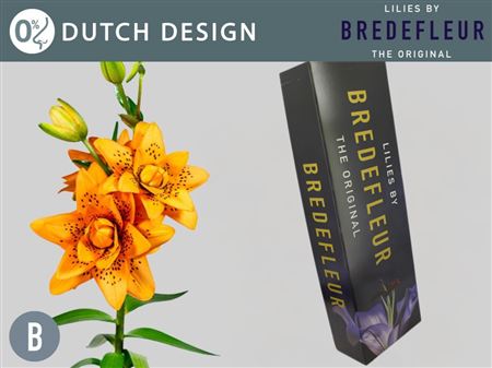 Li As Dutch Design