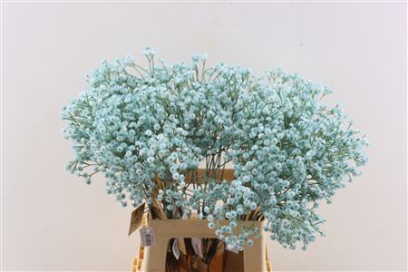 Artificial Stem Gyps Blue