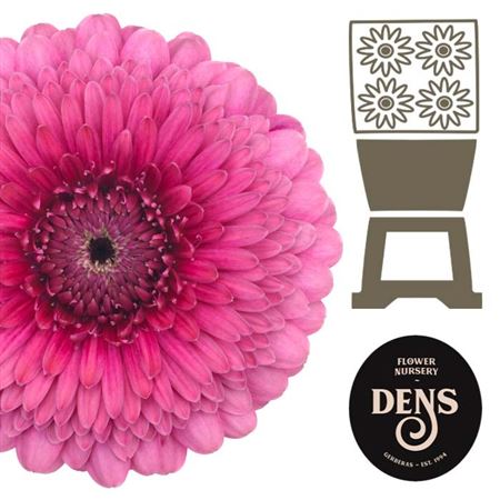 Ge Bv Bol Djembadjem