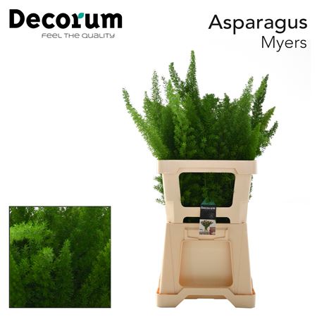 Asp Dens Myers