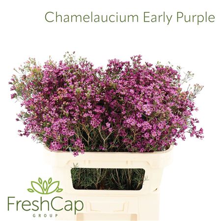 Chame Early Purple