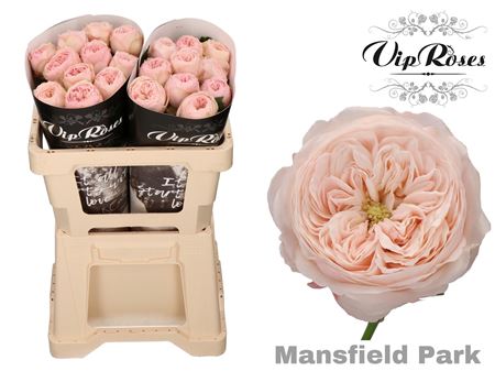R Kl Mansfield Park X20