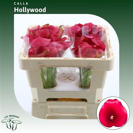 Zant Capt Hollywood