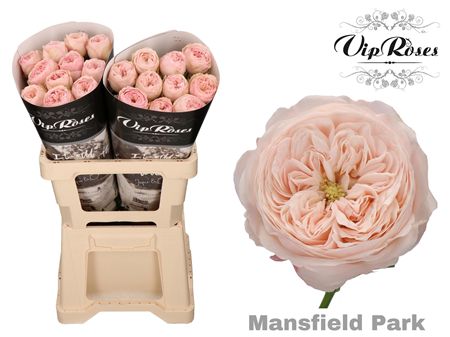 R Kl Mansfield Park X20
