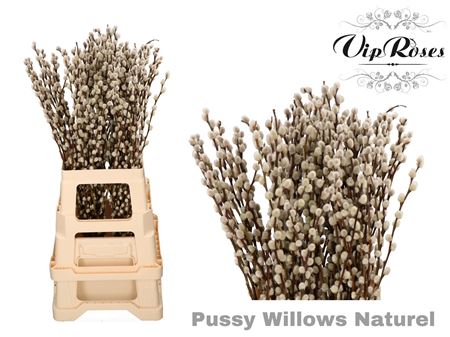 Salix Pussy Willow Naturel