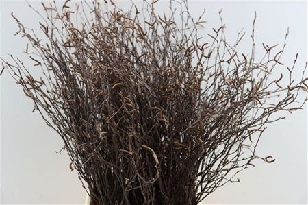 Berk 70cm Naturel Met Vrucht Pbs