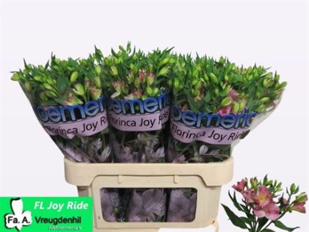 Alst Fl Joy Ride Joy Ride 75 Cm.