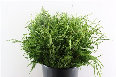 Conifeer Groen 55 Cm P Tak