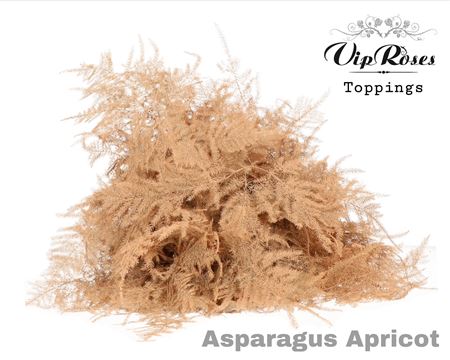 Asp Ov Extra Veren Apricot