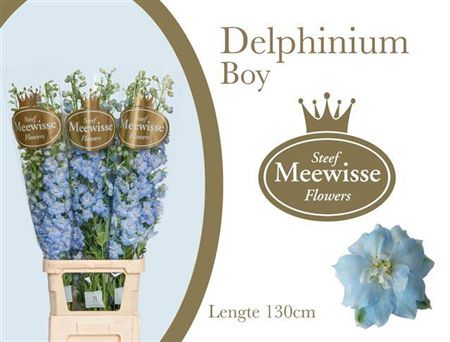 Delph Du Dewi Boy