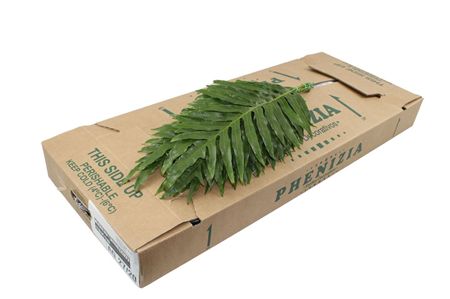Agloamorpha 60