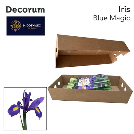 Iris Blue Magic