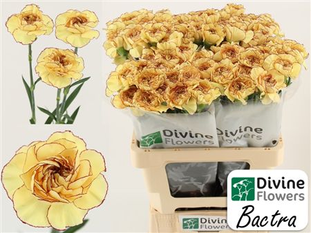 Di St Bactra