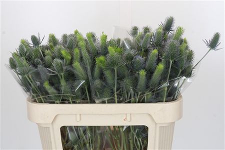 Eryngium Electric Dynamite