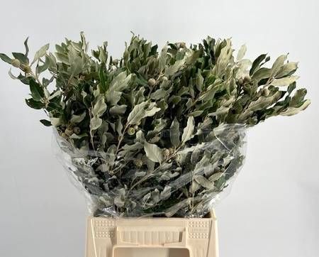 Quercus Ilex