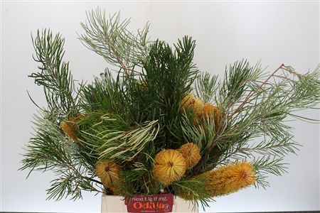 Banksia Collina