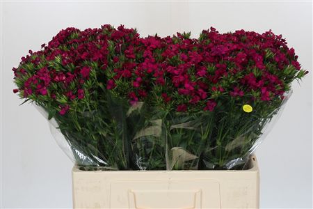 Dianthus Br Amazon Neon Cherry