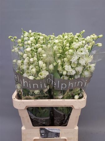 Delph Du Centu White