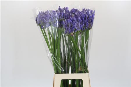 Agapanthus Blue Heaven