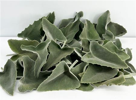 Kalanchoe Beharensis