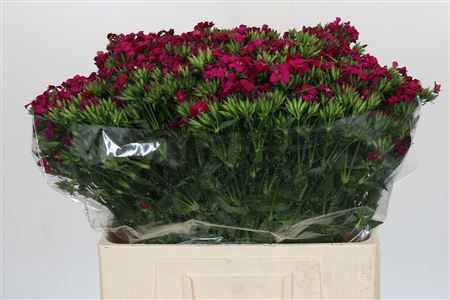 Dianthus Br Amazon Neon Cherry