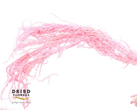 Dried Bleached Amaranthus Caudatus Pink