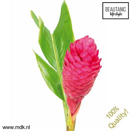 Alpinia Purpurata