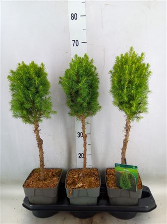 Picea Glauca 'perfecta'