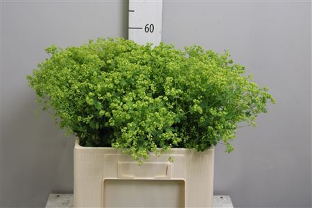 Alchem M Robustica