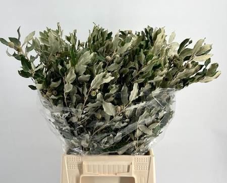 Quercus Ilex