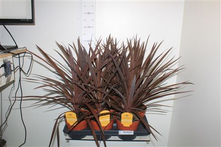 Cord Aus Red Star