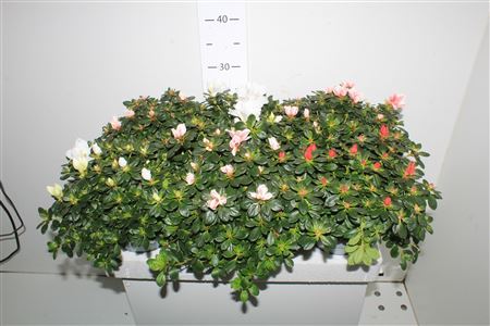 Rhodo Si Gem