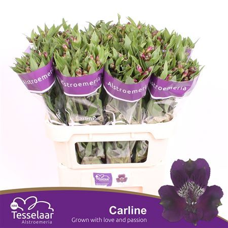 Alstr Carline Purple