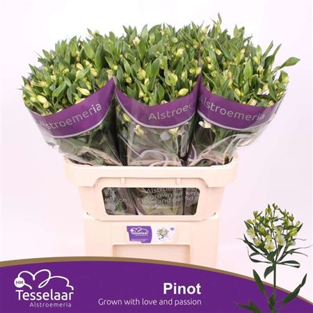 Alst Fl Pinot