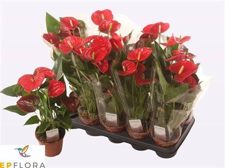 Anthu A Jambo Red 5+